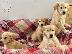 PoulaTo: Πωλείται κουτάβι Golden Retriever